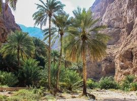Desert, Wadi Shab