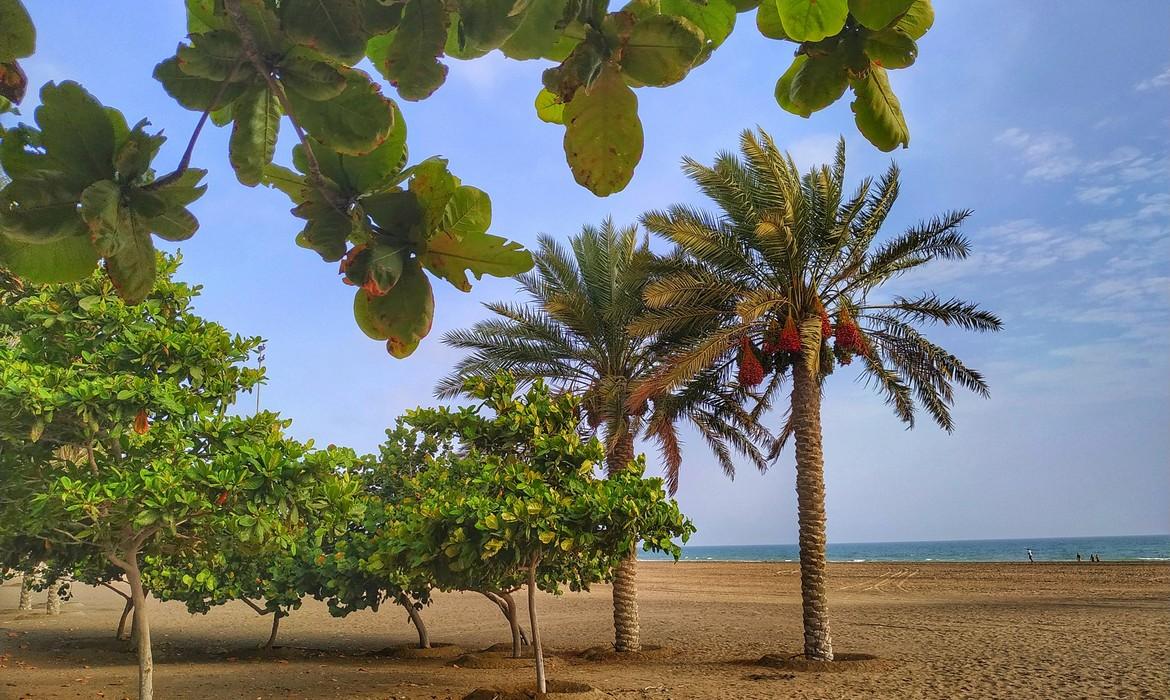 Dates palms at Seeb Beach Park, Muscat
