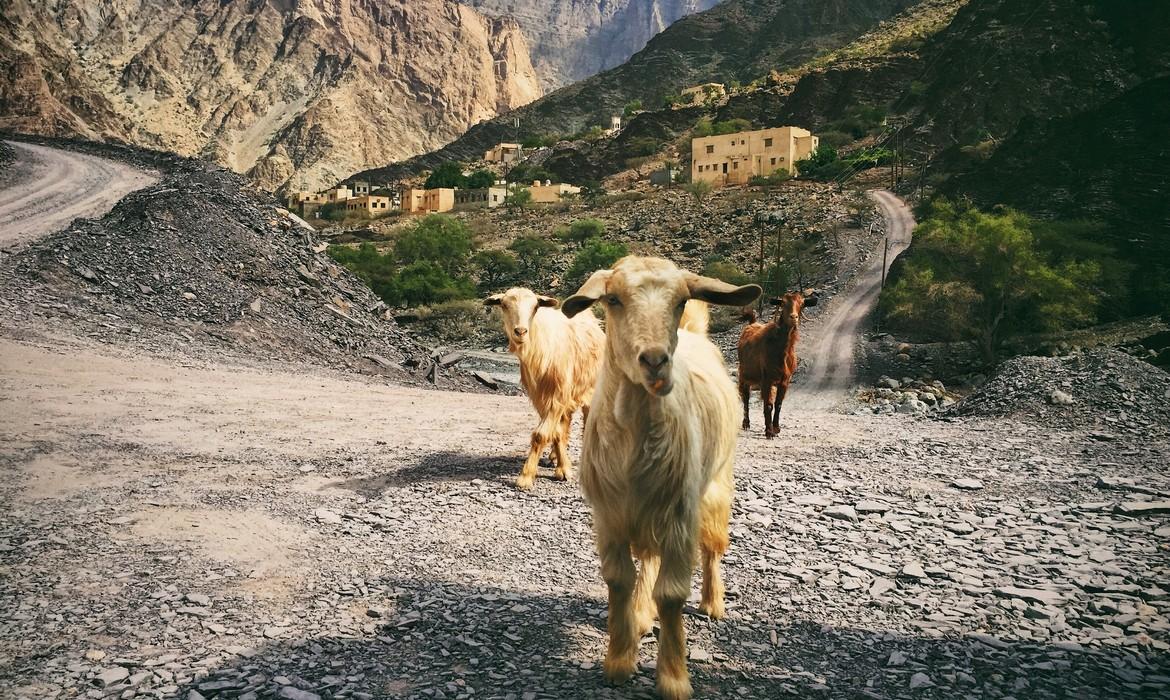 Goats in Jebel Akhdar mountains