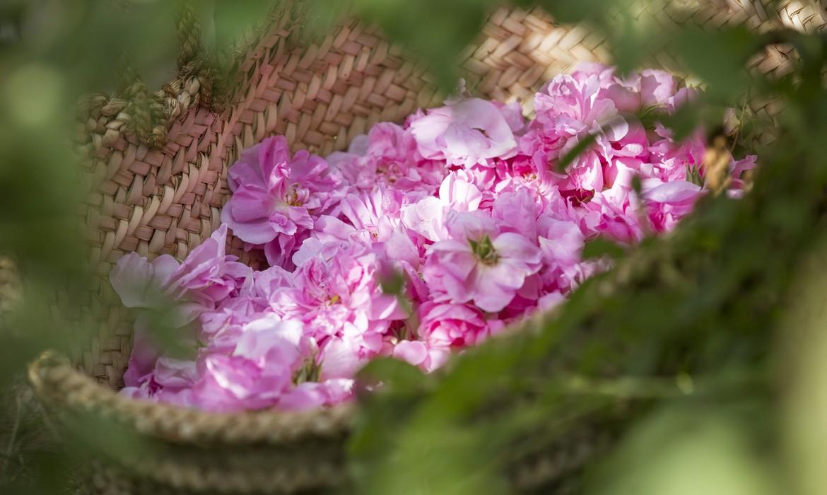 Rose petals to make rose water, Jebel Akhdar