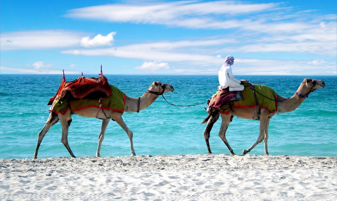 Camels on a beach, Dubai