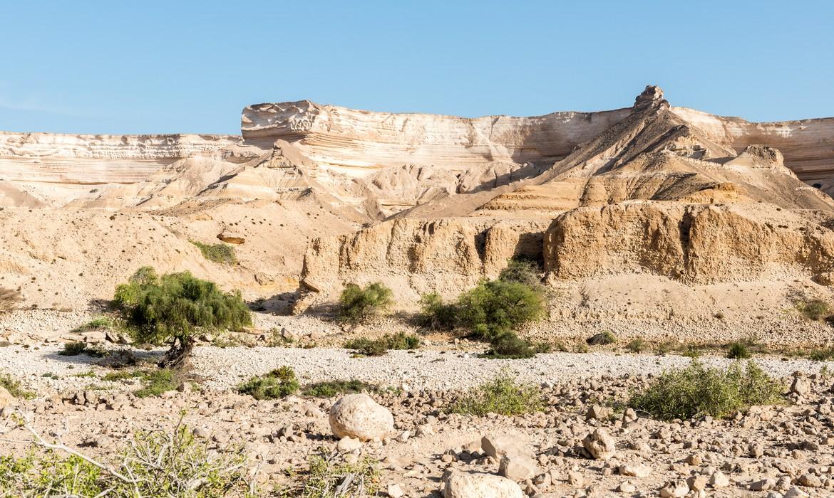 Acacia tree in canyon, Ash Shuwaymiyyah