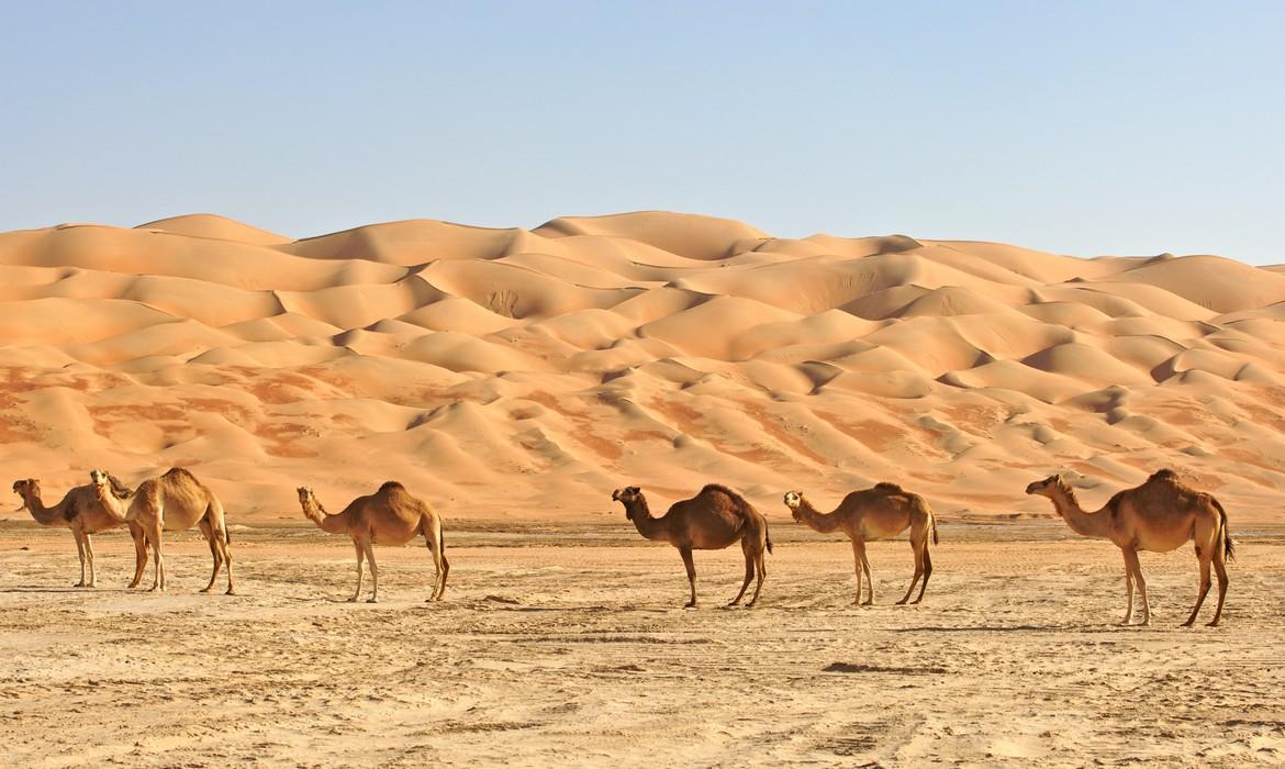 Camels, the empty quarter