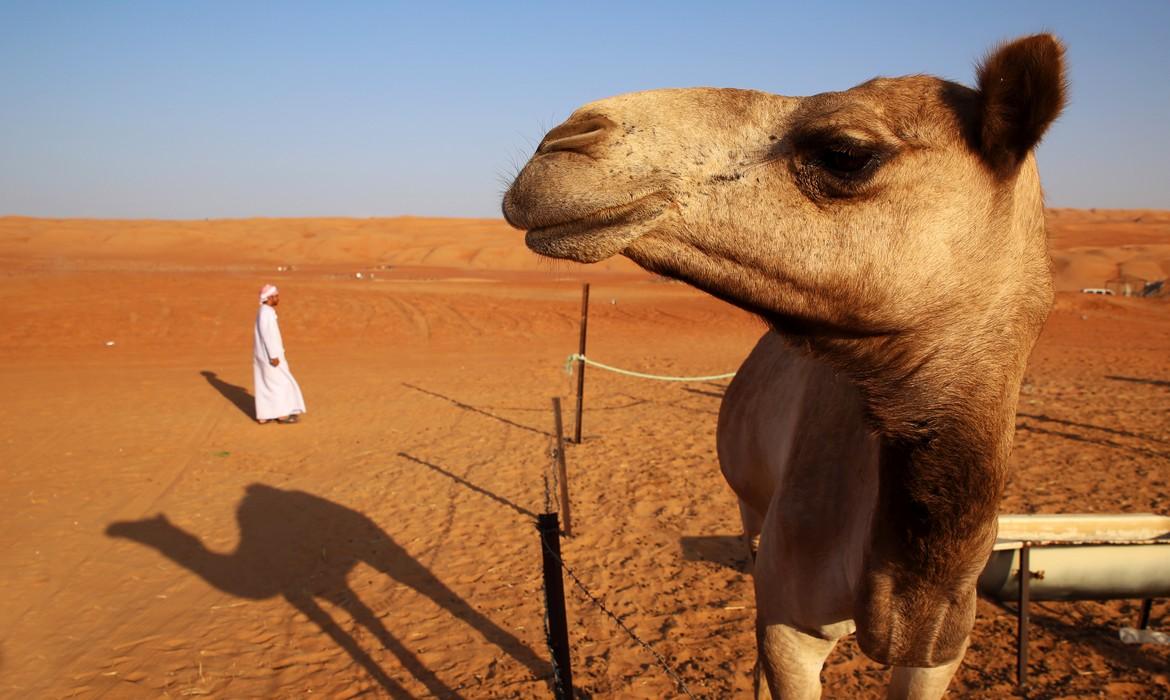 Camel and bedouin at sunset, the empty quarter