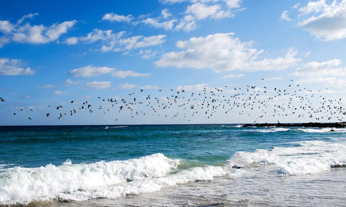 Birds flying over the sea, Ras Madrakah