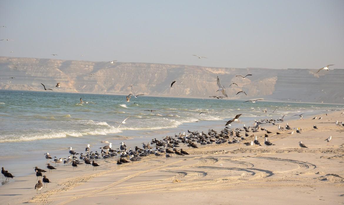 Mountain formation beach with seagull birds, Ras Madrakah