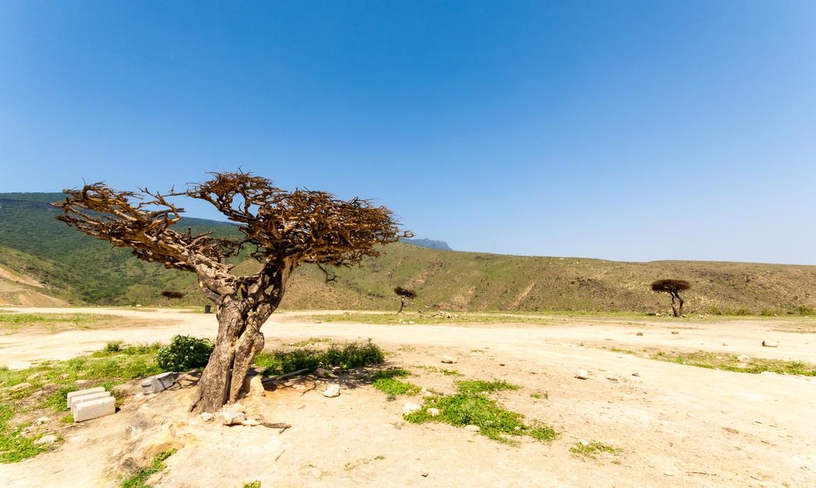 Frankincense tree in the highlands of Salalah