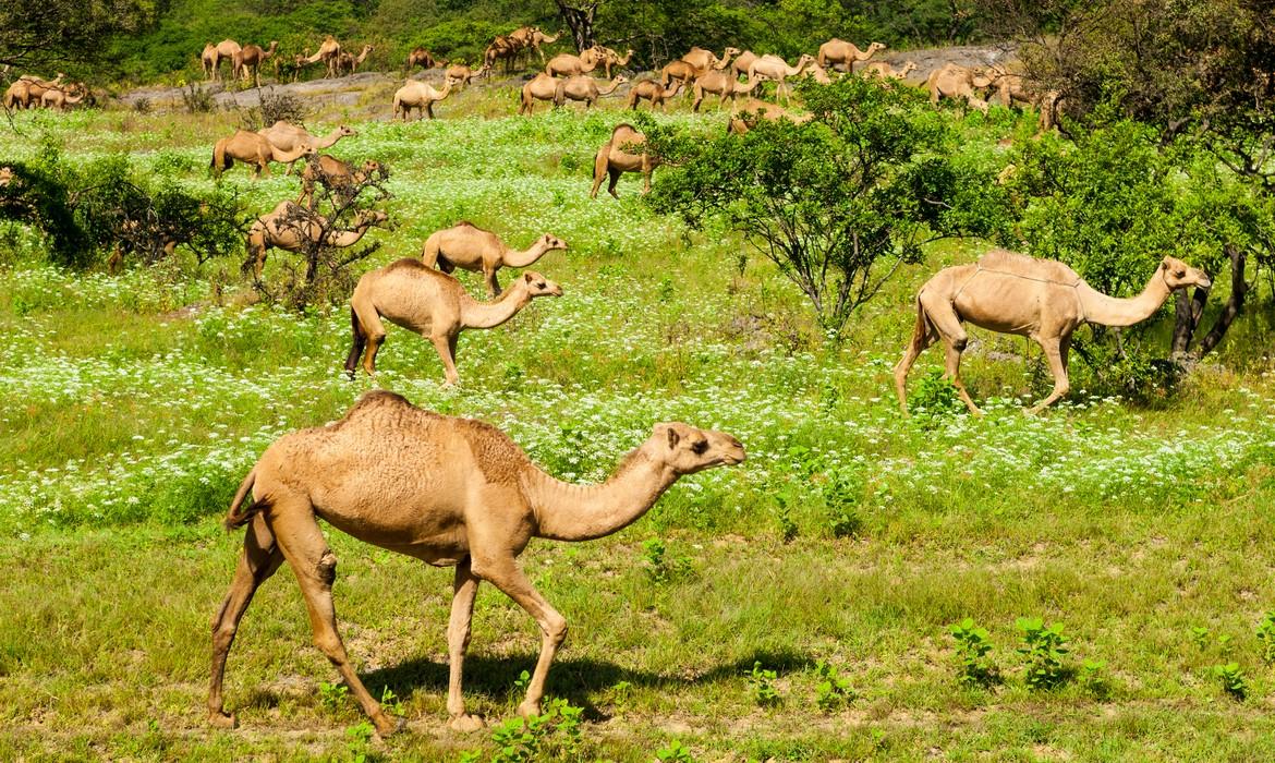 Wild camels, Salalah