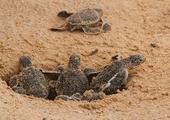 See baby sea turtles hatching