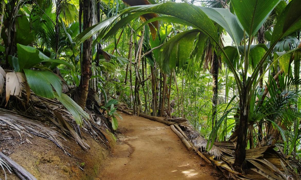 Pathway in jungle, Valle de Mai, Praslin Island