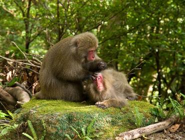 Japanese monkeys, Yakushima