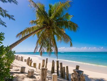 Palm on a beach, Denis Private Island