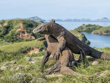 Komodo dragons