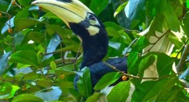 Hornbill, Borneo