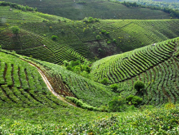 Pu-er Tea Plantations