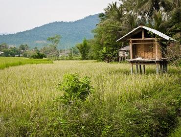 Rice terraces near Muang La