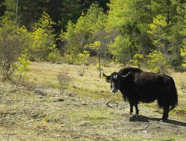 yak-trans-bhutan-trail