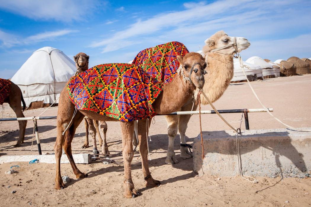 Camels in the Kyzylkum Desert