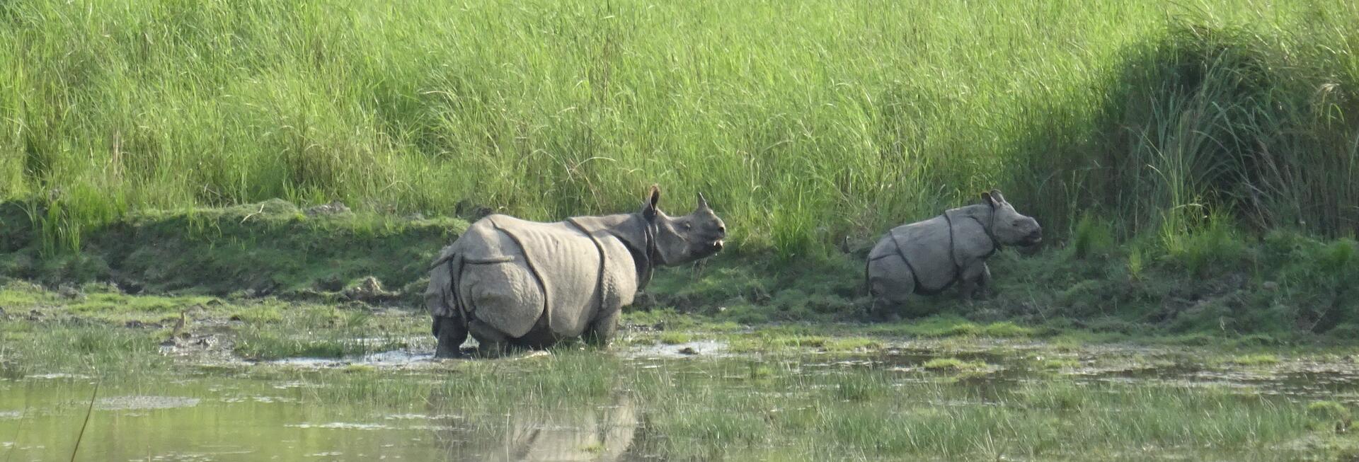 Rhinoceros in Dudhwa National Park