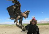 Eagle hunting demonstration