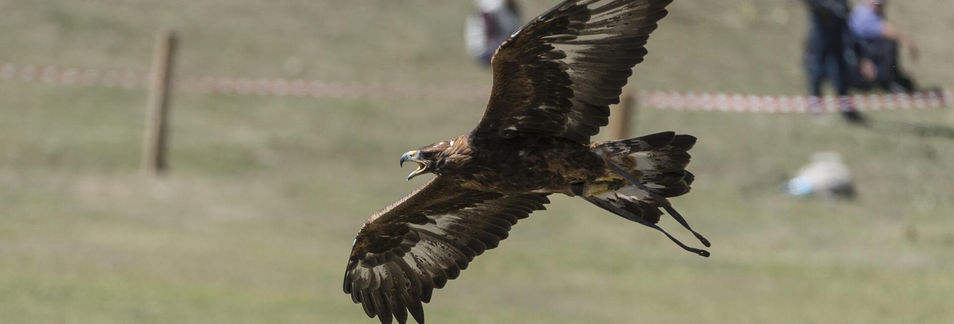 Eagle hunting demonstration, Kyrgyzstan