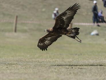 Eagle hunting demonstration