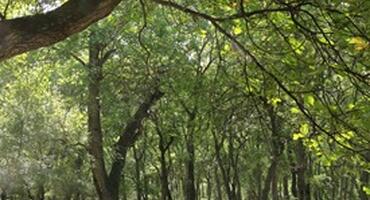 Walnut forests, Arslanbob