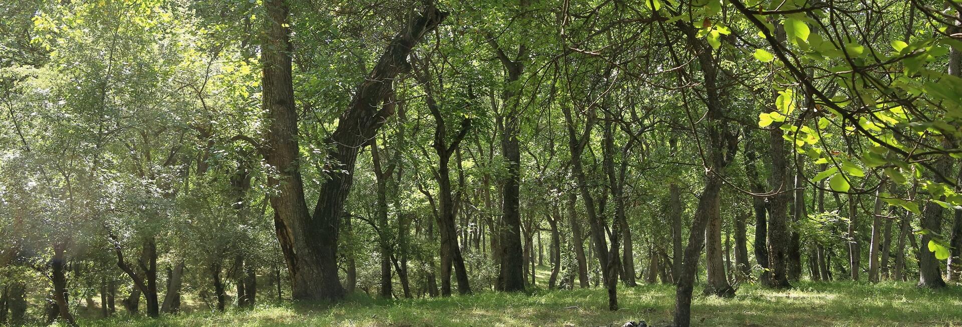 Walnut forests, Arslanbob