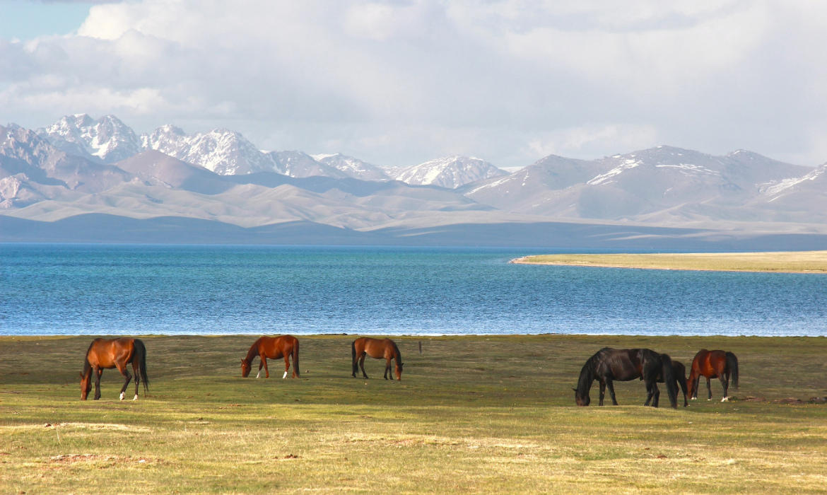 Horses at Son-Kul-Lake