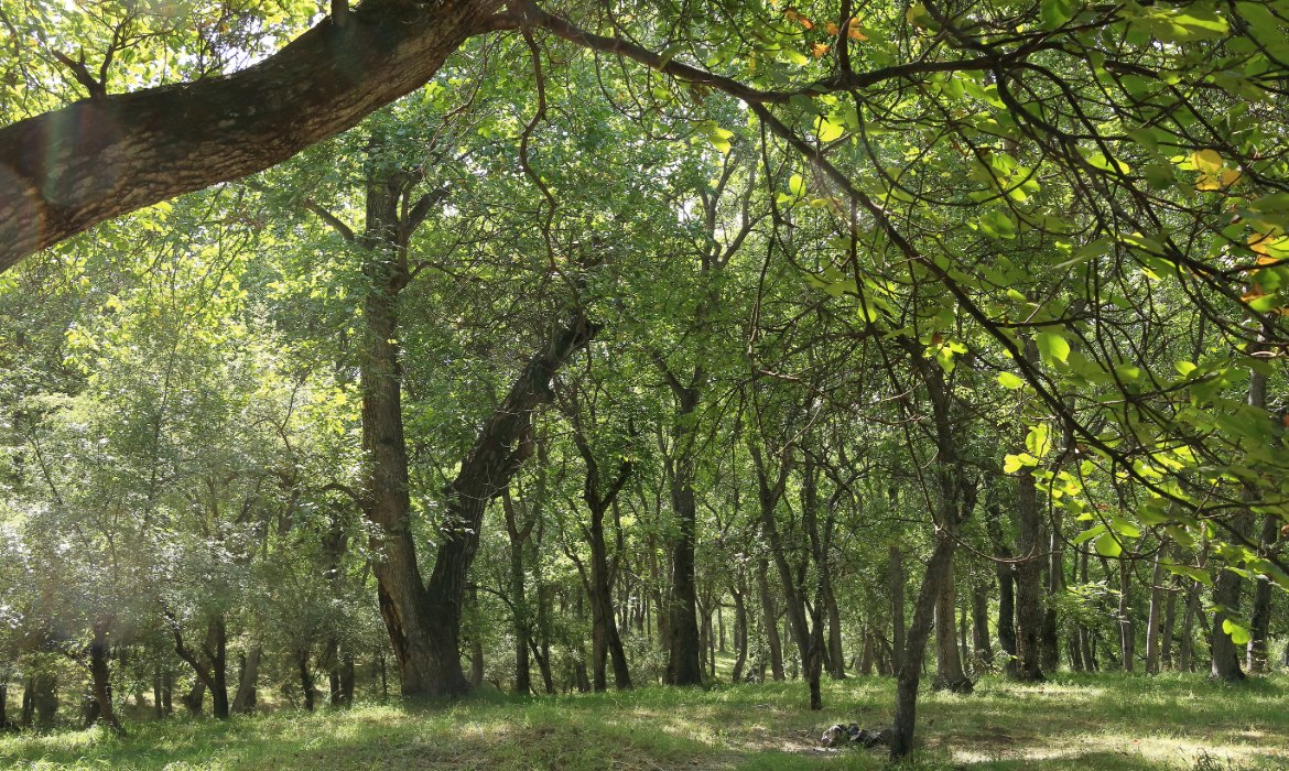 Arslanbob Walnut Forest