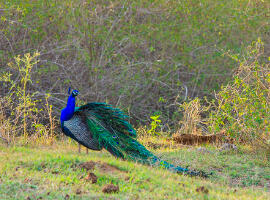 Bandipur National Park