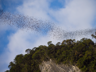 Bats flying out of cave, Mulu