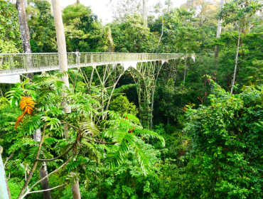 Rainforest Discovery Centre