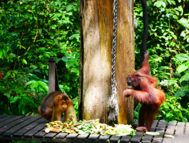 Orangutan Rehab Centre