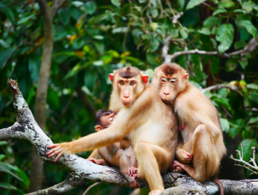 Wildlife Cruise, Kinabatangan River