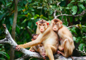 Heart of Borneo