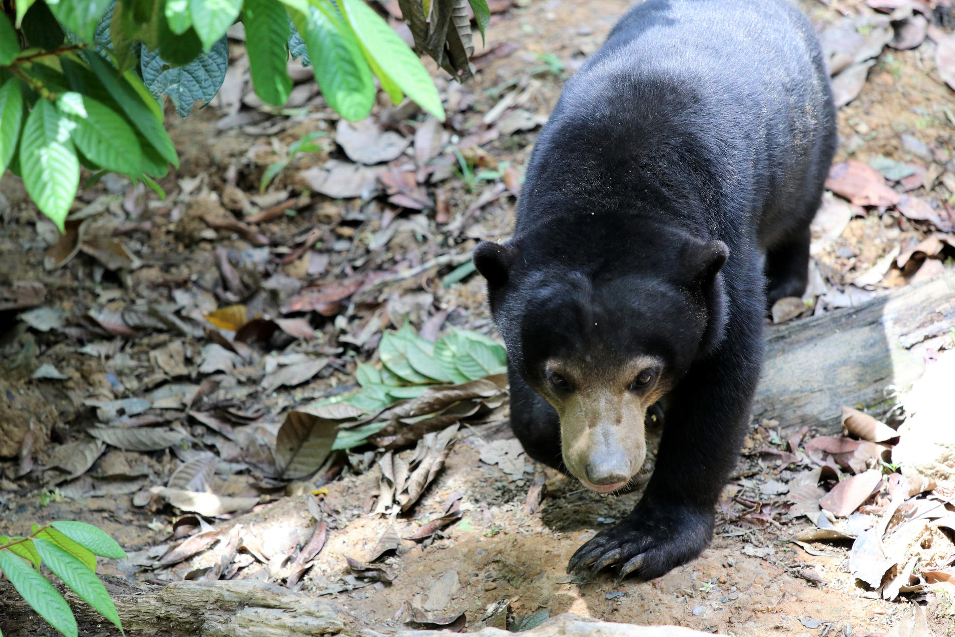 Best Wildlife Encounters In Borneo | Bamboo Travel